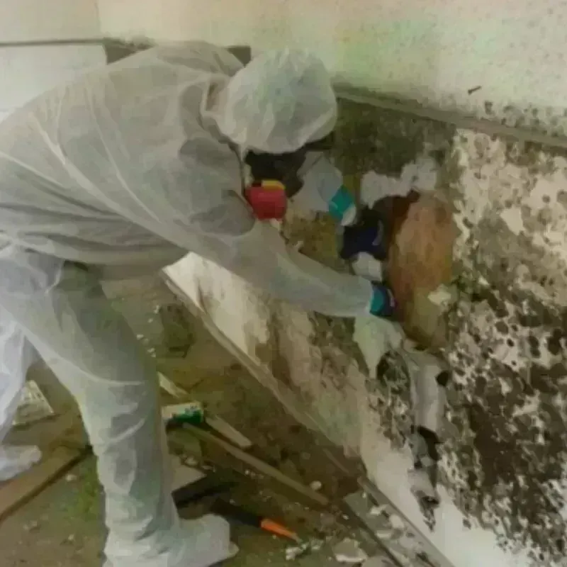 Mold Remediation and Removal in Llano, TX